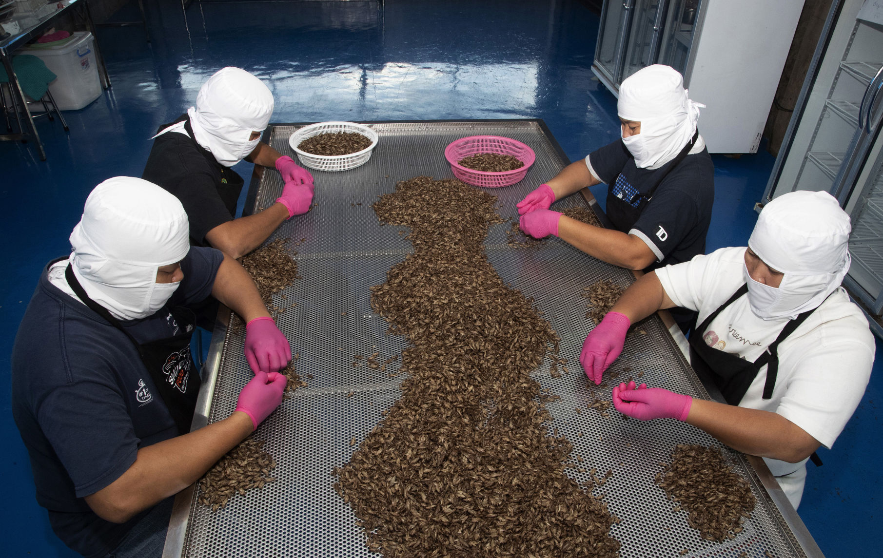 Thailand Insect Snacks